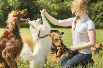 Pet Sitter