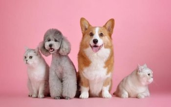 Terapia Natural para Pets